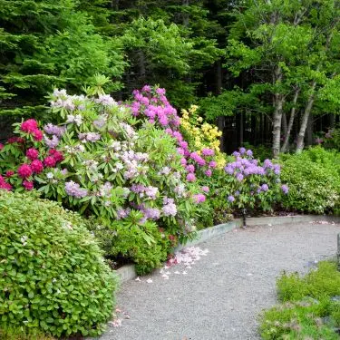 20 fantastiske rhododendron - fornyelse i surbundsbedet